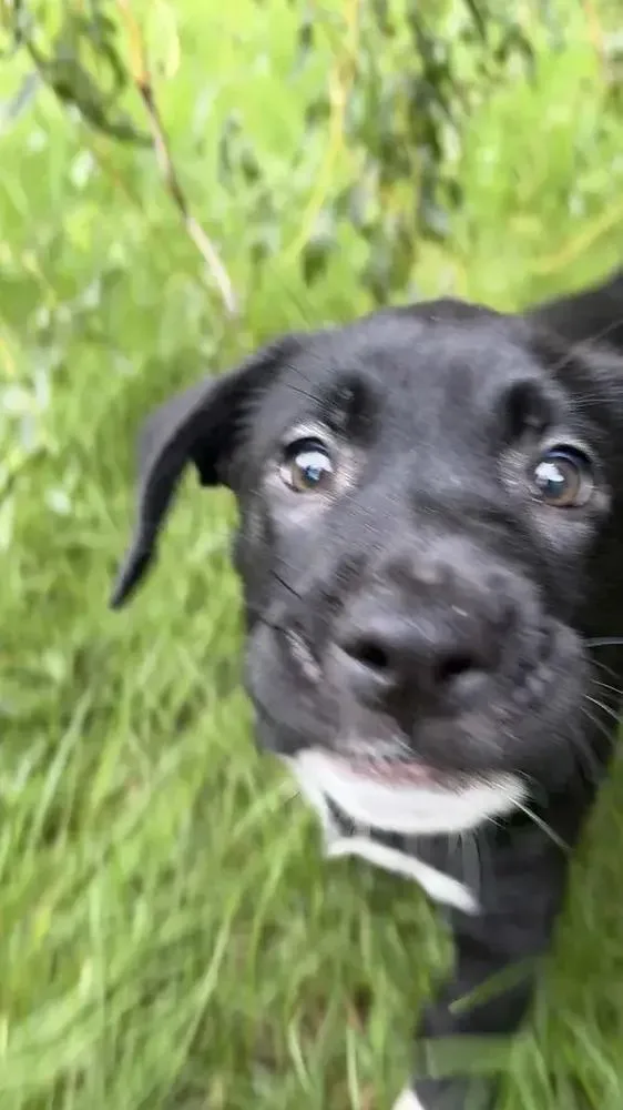 A baby medium-sized female Mixed Breed dog named Pop for adoption in Grand Rapids, MI