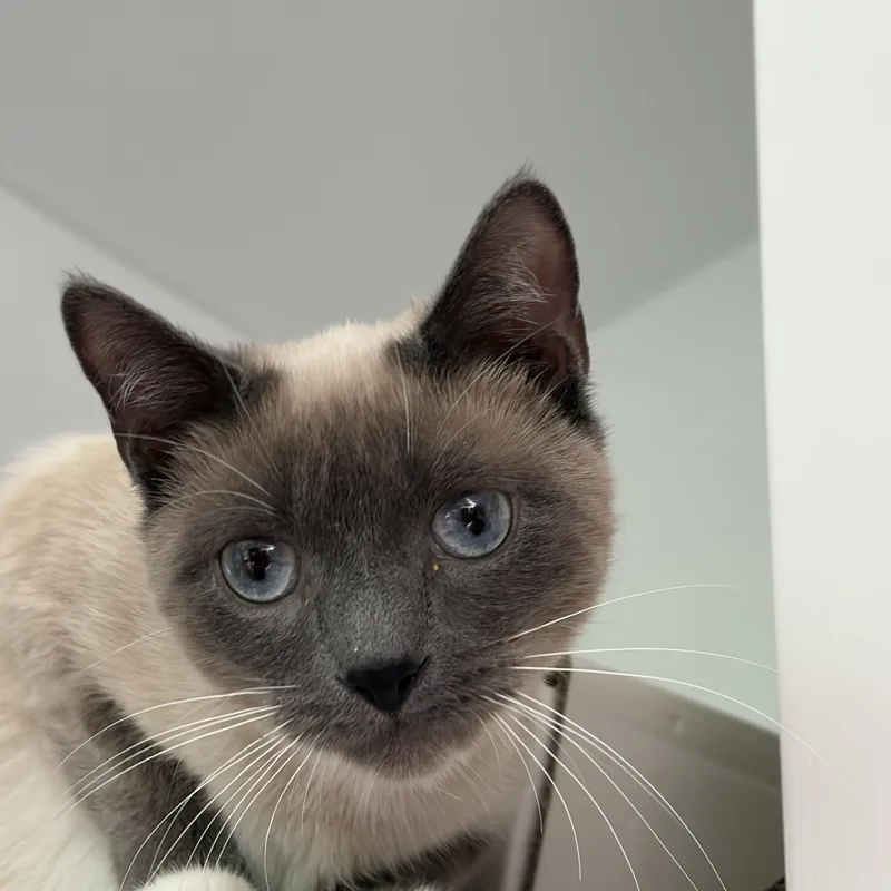 An adult medium-sized female Buff & White Applehead Siamese cat named Karen for adoption in Southold, NY