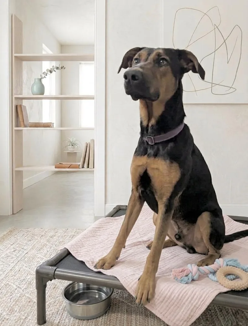 A baby large-sized female Doberman Pinscher dog named Solara for adoption in Huntingtown, MD