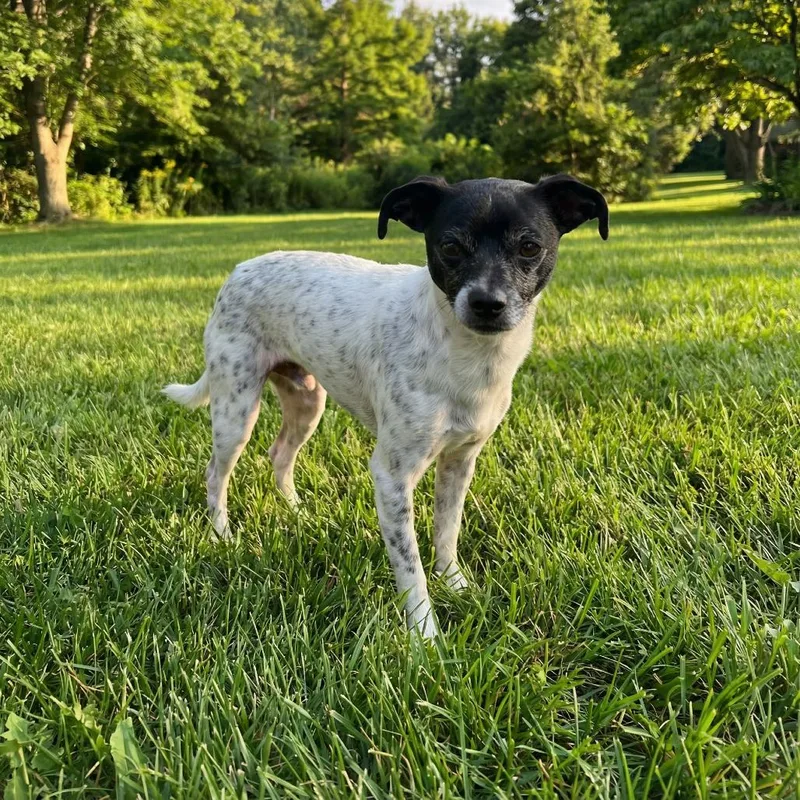 An adult small-sized male White / Cream Chihuahua dog named Chip for adoption in Huntsville, AL
