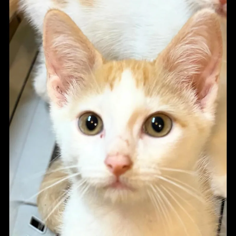A baby small-sized male Orange / Red Domestic Short Hair cat named Chaos for adoption in Port Neches, TX