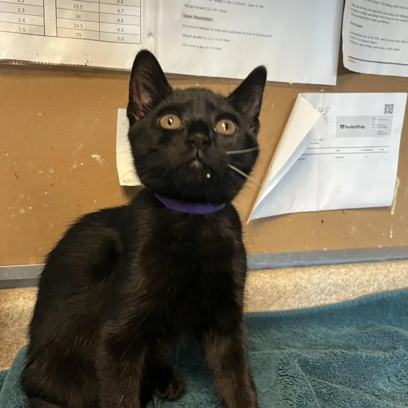 A baby small-sized female Domestic Short Hair cat named Clarinet for adoption in Easton, PA