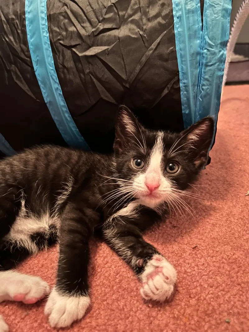 A baby small-sized male Black Domestic Short Hair cat named Weasley and Hermione for adoption in Ellicott City, MD