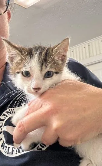A baby medium-sized male Domestic Short Hair cat named Beau for adoption in Luling, TX