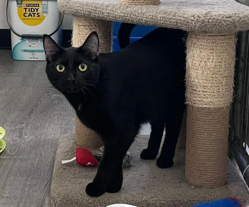A young medium-sized male Black Domestic Short Hair cat named Jett for adoption in McPherson, KS