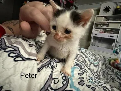 A baby small-sized male Domestic Short Hair cat named Peter for adoption in Cincinnati, OH