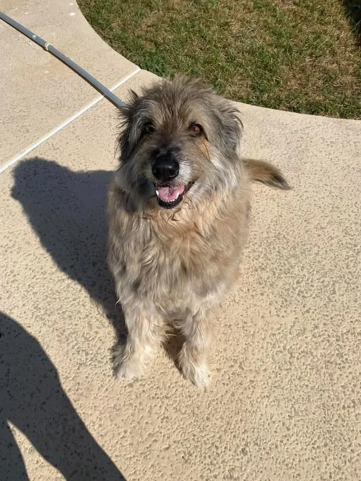 An adult medium-sized male Gray / Blue / Silver Belgian Shepherd / Laekenois dog named Mack for adoption in Fort Collins, CO