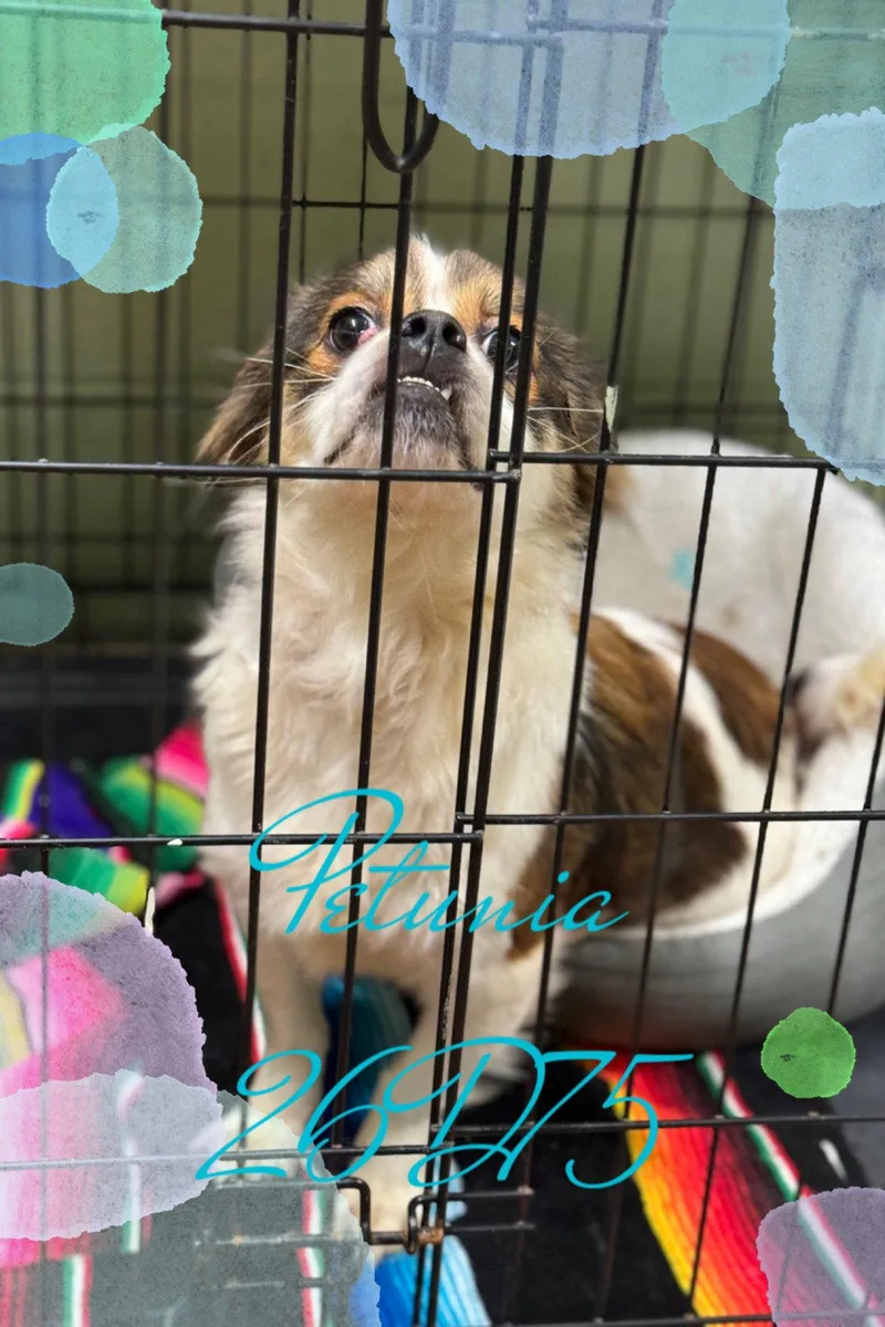 Petunia thumbnail 2