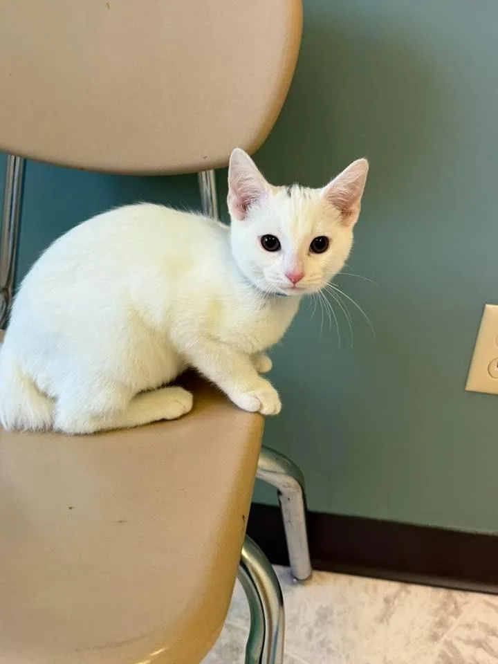 A young large-sized female Domestic Short Hair cat named Tofu for adoption in Chillicothe, OH