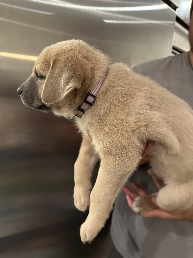 Lavender thumbnail 2