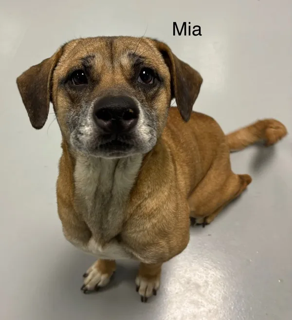 An adult medium-sized female Hound dog named Mia for adoption in Topeka, KS