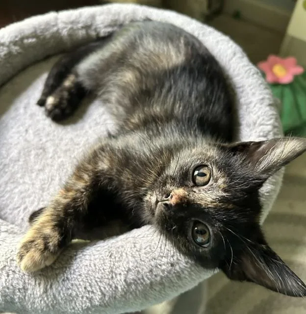 A baby medium-sized female Tortoiseshell Domestic Short Hair cat named Tatum for adoption in Reynoldsburg, OH