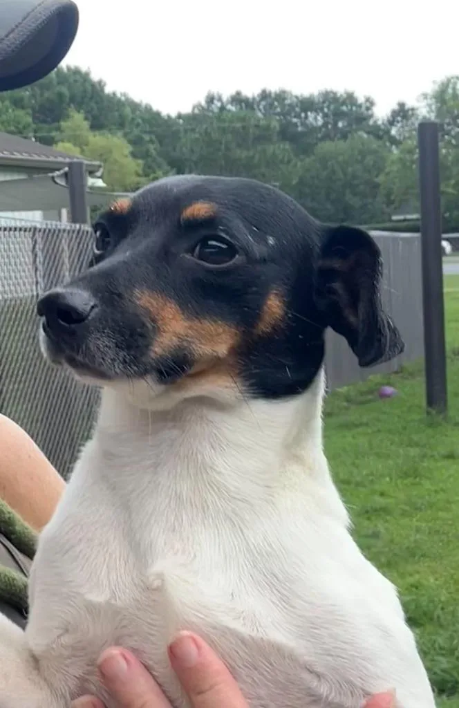 Emilio