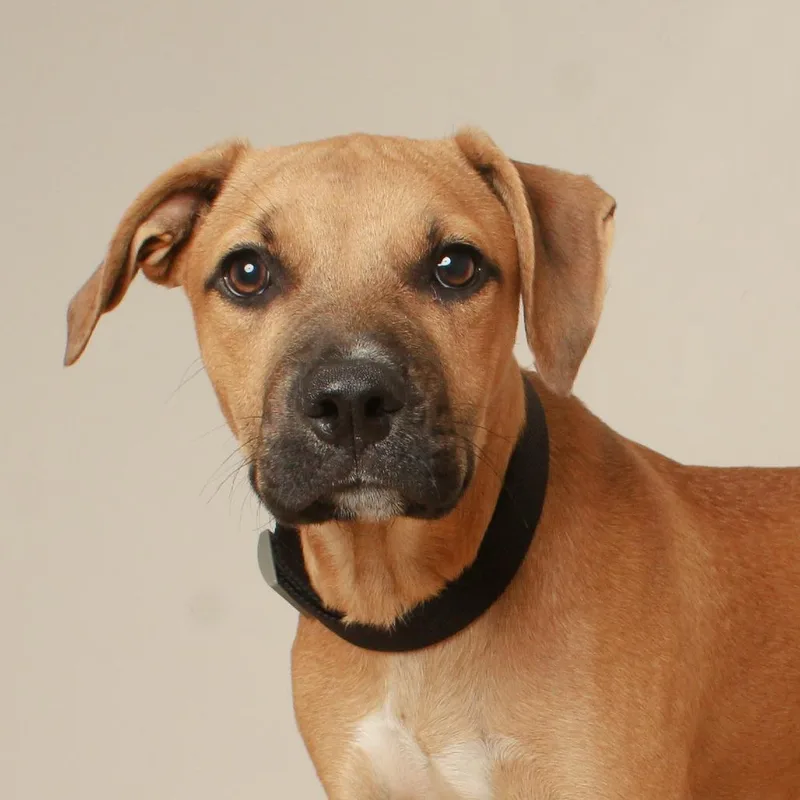A baby medium-sized male Yellow / Tan / Blond / Fawn American Bulldog dog named Duncan D for adoption in Minnetonka, MN