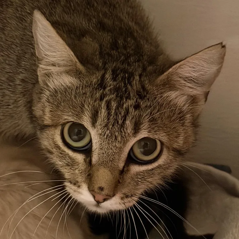An adult medium-sized female Brown / Chocolate Domestic Short Hair cat named Maira for adoption in Yuma, AZ