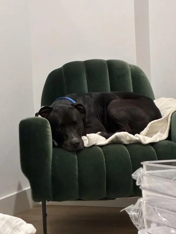 An adult large-sized male American Staffordshire Terrier dog named Kanye Cowboy for adoption in San Diego, CA