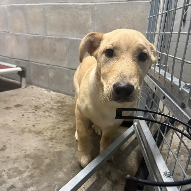 A young medium-sized male Yellow / Tan / Blond / Fawn Yellow Labrador Retriever dog named Charlie for adoption in Brookfield, MO
