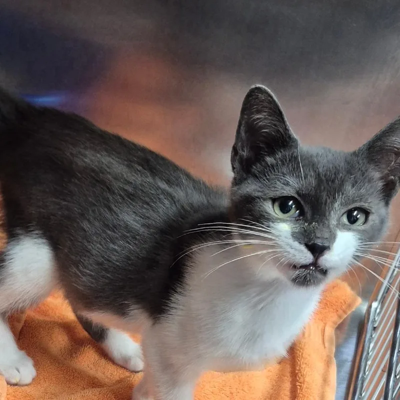 A baby small-sized male Gray / Blue / Silver Domestic Short Hair cat named Soldier for adoption in Newark, NJ