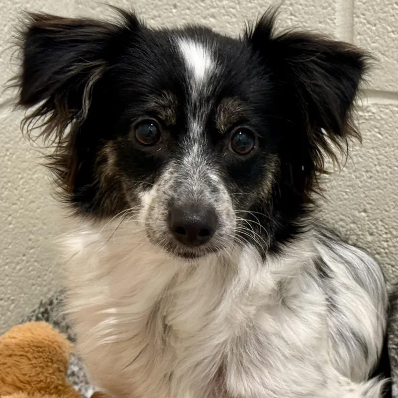 Paisleysweet shy girl