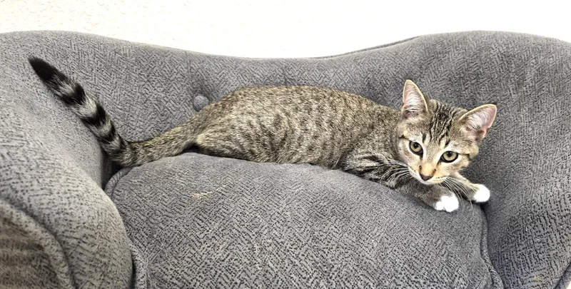 A baby medium-sized male Tabby (Brown / Chocolate) Domestic Short Hair cat named Reebok for adoption in Red Wing, MN