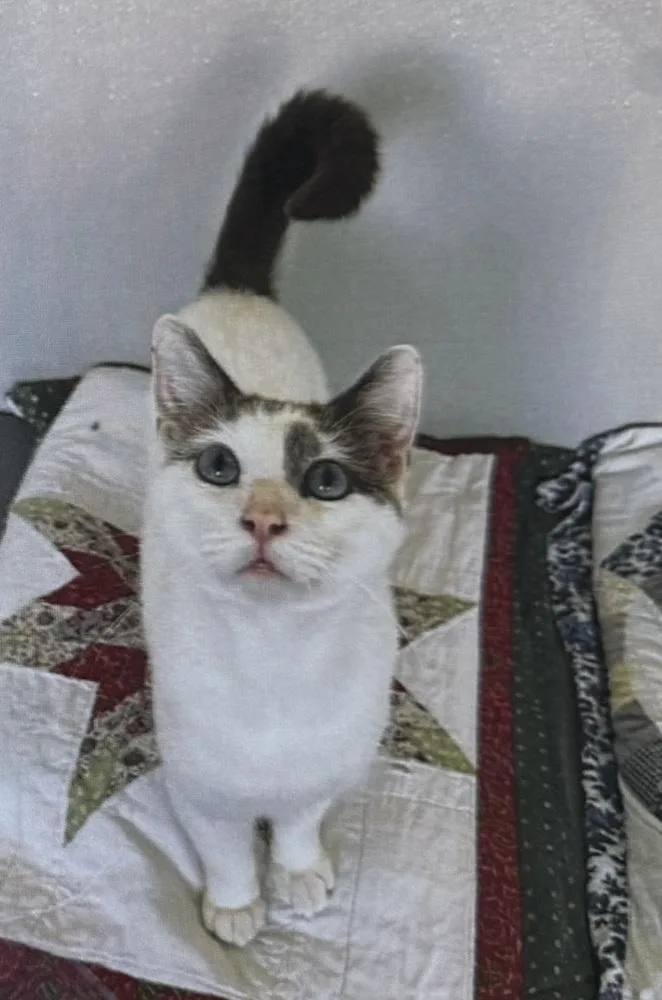 An adult medium-sized male Domestic Short Hair cat named Spongebob for adoption in Fort Madison, IA