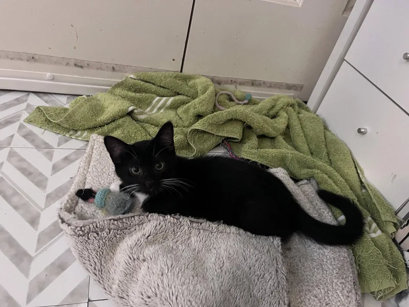 A young medium-sized female Black & White / Tuxedo Domestic Medium Hair cat named Margaret for adoption in Carrollton, GA