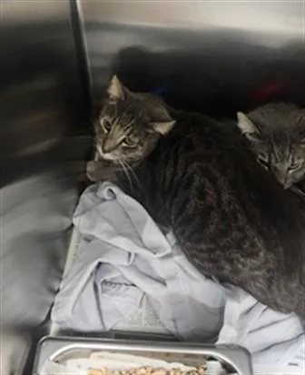 A young large-sized male Domestic Short Hair cat named Rick for adoption in Los Angeles, CA