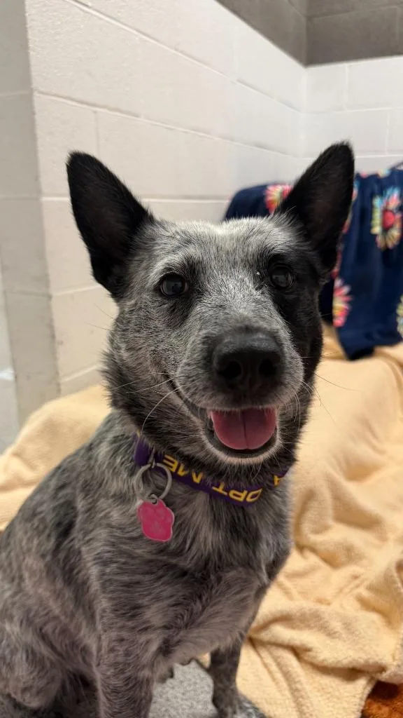 An adult medium-sized female Australian Cattle Dog / Blue Heeler dog named Paniolo for adoption in Phoenix, AZ