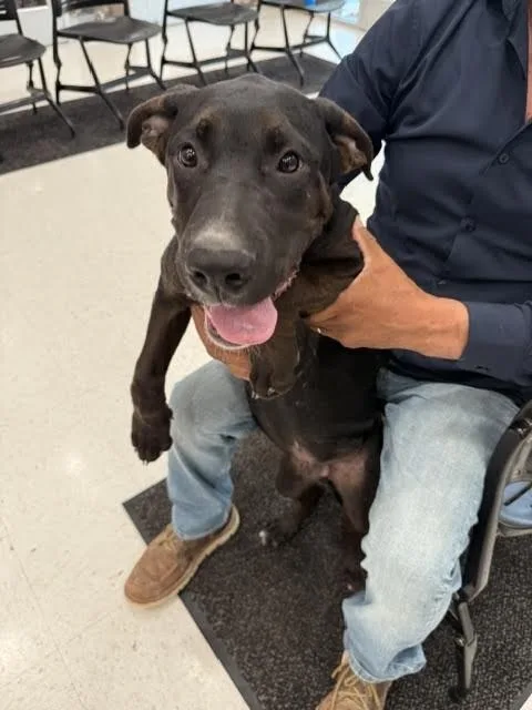 A young medium-sized male Black Mixed Breed dog named Marshall for adoption in Hobbs, NM