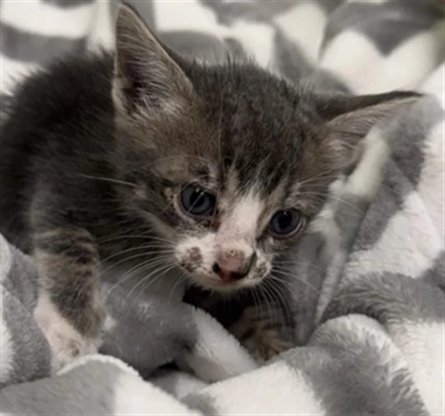 A baby small-sized male Domestic Short Hair cat named Billy for adoption in Rosenberg, TX