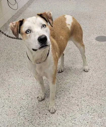 An adult large-sized male Yellow / Tan / Blond / Fawn Pit Bull Terrier dog named Pacino for adoption in Kansas City, MO