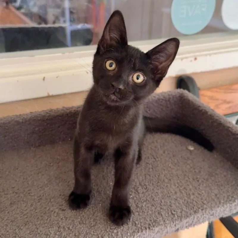 A baby small-sized female Domestic Short Hair cat named Kiri for adoption in Cambria, CA