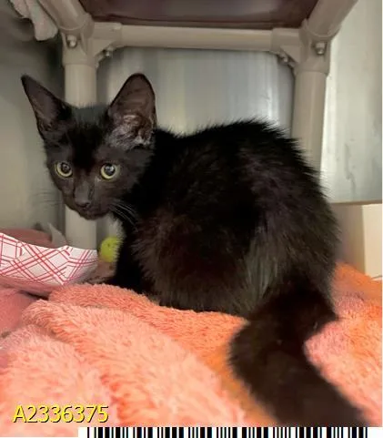 A baby small-sized female Domestic Short Hair cat named Onyx for adoption in West Palm Beach, FL
