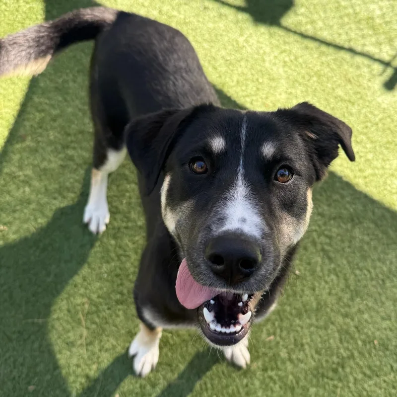 An adult large-sized female Mixed Breed dog named Valley for adoption in Groton, CT