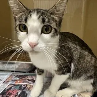 An adult medium-sized female Tabby (Brown / Chocolate) Domestic Short Hair cat named Michelle for adoption in Converse, TX