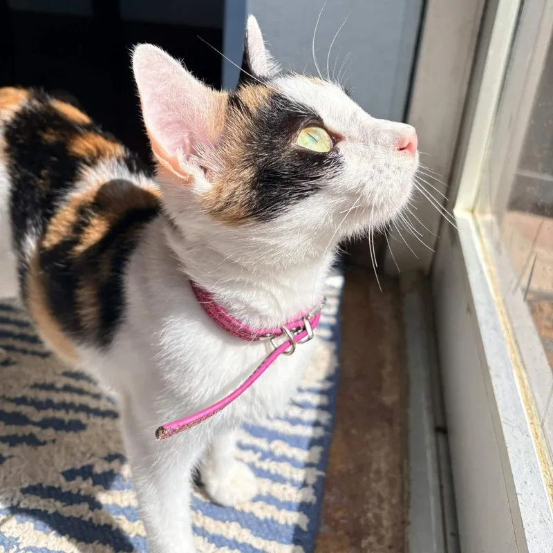 A young medium-sized female Calico American Shorthair cat named Patches for adoption in Clarksville, AR