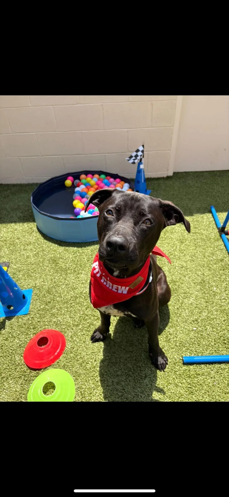 A young large-sized male Black Labrador Retriever dog named Terry for adoption in Fort Lauderdale, FL