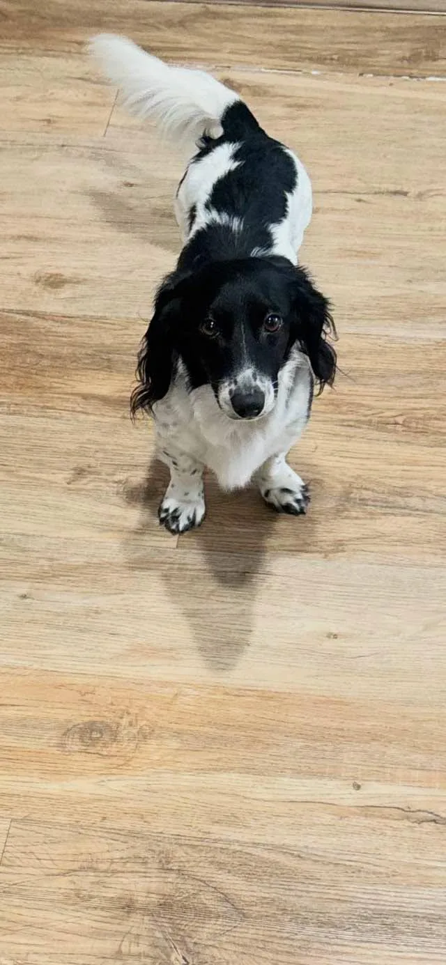 An adult small-sized male Dachshund dog named Cudi Los Angeles for adoption in Los Angeles, CA
