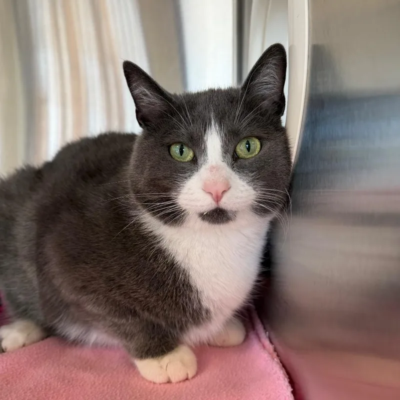 An adult large-sized female Gray / Blue / Silver Domestic Short Hair cat named Puddy for adoption in Waukesha, WI