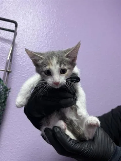 A baby small-sized female Gray / Blue / Silver Domestic Short Hair cat named 61044591 for adoption in El Paso, TX