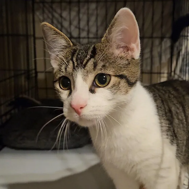 A baby medium-sized male Tabby (Brown / Chocolate) Domestic Short Hair cat named Comet N. Getting for adoption in New York, NY