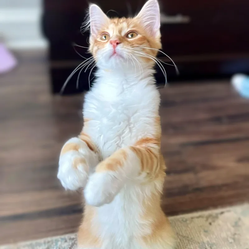 Biscotti