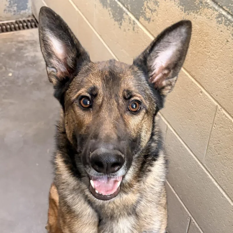 An adult large-sized male Sable German Shepherd Dog dog named Brownie for adoption in Franklin, NC