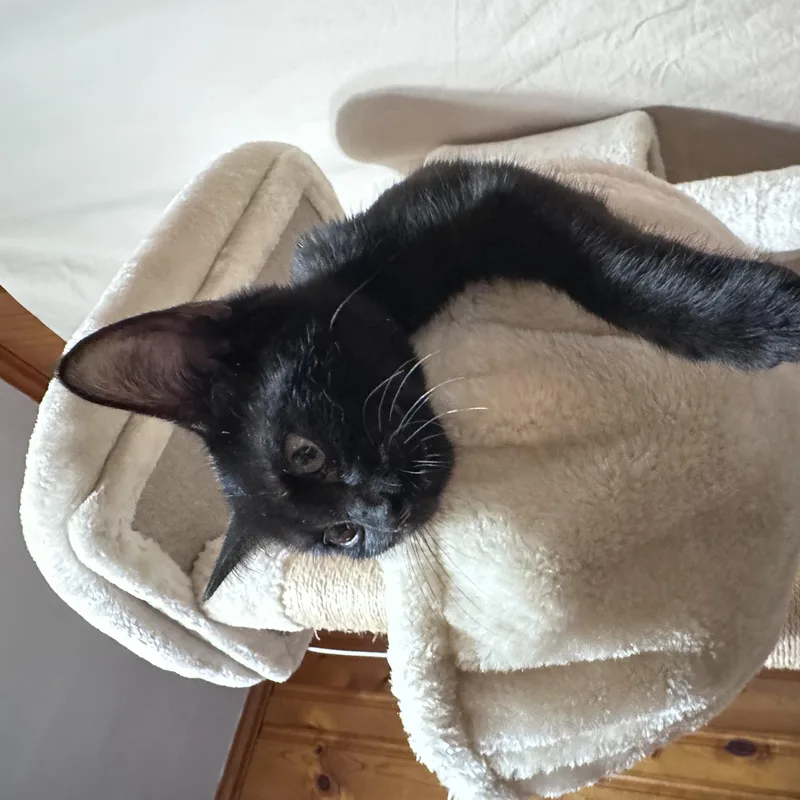 A baby large-sized male Domestic Short Hair cat named Kitkat for adoption in Watkinsville, GA