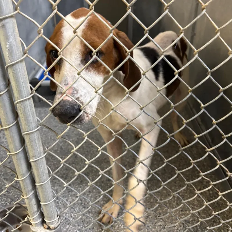 An adult small-sized male White / Cream Treeing Walker Coonhound dog named Stray  Edwin Robertson for adoption in Roxboro, NC