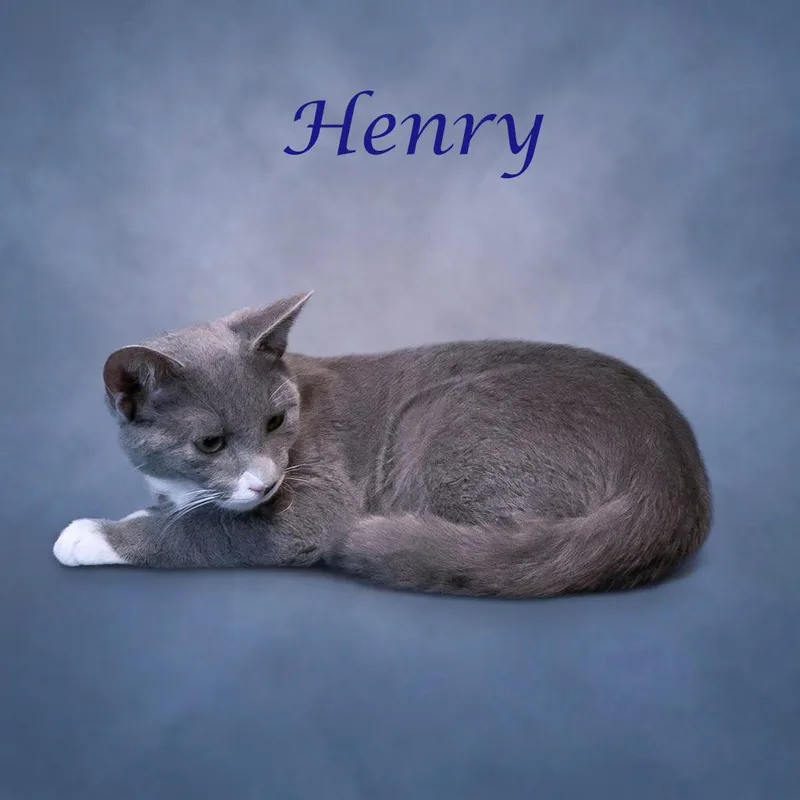 A young medium-sized male Gray / Blue / Silver Domestic Short Hair cat named Henry C for adoption in Lebanon, TN
