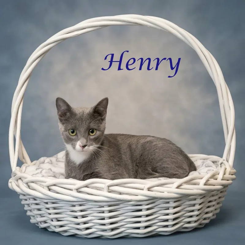 Henry C thumbnail 2