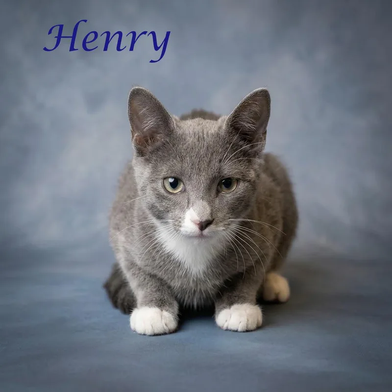 Henry C thumbnail 3