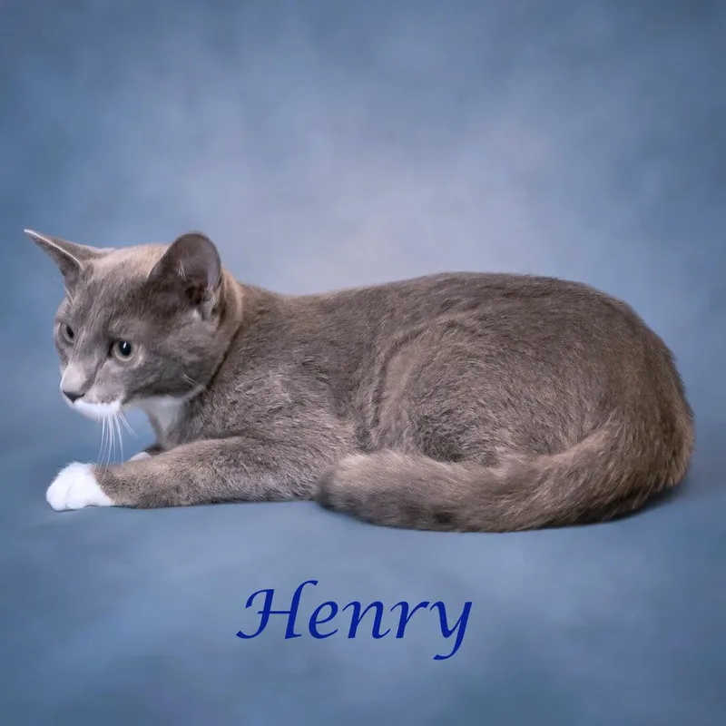 Henry C thumbnail 4