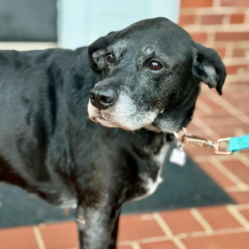 A senior medium-sized male Black Labrador Retriever dog named Sammy for adoption in Fairfax Station, VA
